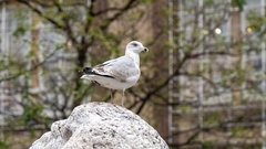 Larus argentatus