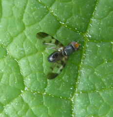Herina pseudoluctuosa