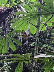 Trogon rufus