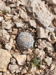 Mammillaria lasiacantha