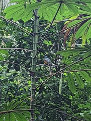Trogon rufus