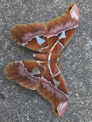 Rothschildia speculifer