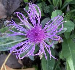 Centaurea jacea