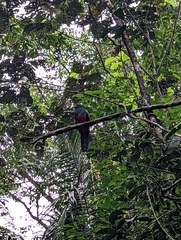 Trogon massena