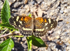 Anthanassa texana seminole