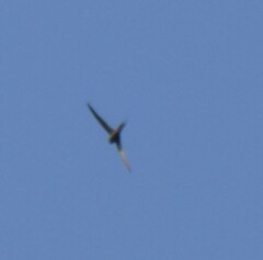 Cypsiurus parvus