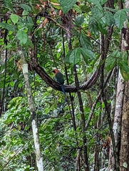 Baryphthengus martii