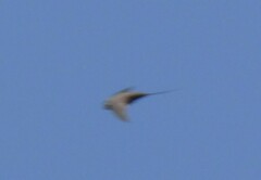 Cypsiurus parvus