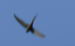 Cypsiurus parvus