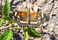 Anthanassa texana seminole
