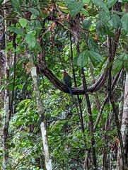 Baryphthengus martii