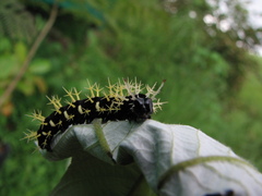 Leucanella