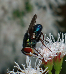 Cochliomyia