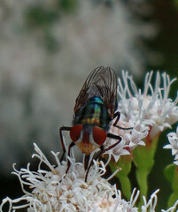 Cochliomyia