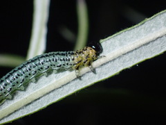 Euura miliaris