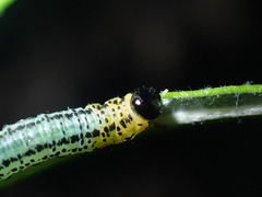 Euura miliaris