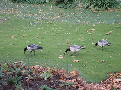 Branta leucopsis