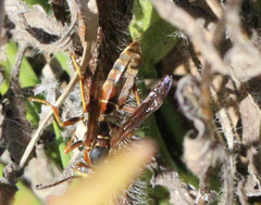 Polistes fuscatus
