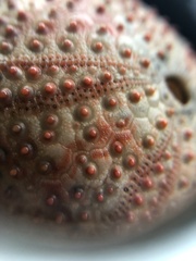 Echinoidea