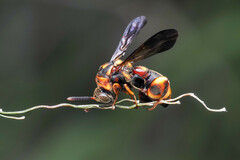 Leucospidae