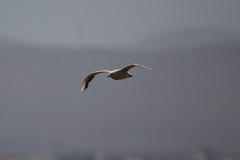 Chroicocephalus genei