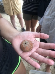 Echinoidea