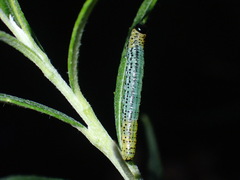 Euura miliaris