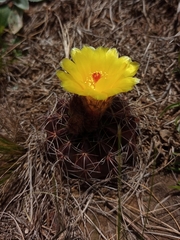 Parodia linkii