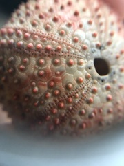Echinoidea
