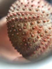 Echinoidea