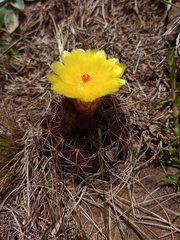 Parodia linkii