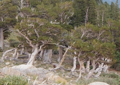 Pinus aristata