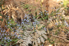 Pteridium esculentum esculentum