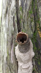 Nannotrigona testaceicornis