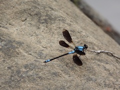 Diphlebia euphoeoides