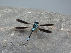 Diphlebia euphoeoides