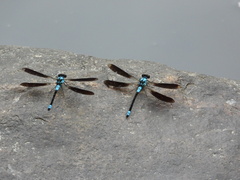 Diphlebia euphoeoides