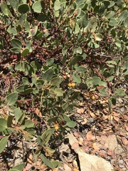 Arctostaphylos parryana