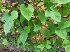 Ipomoea cordatotriloba