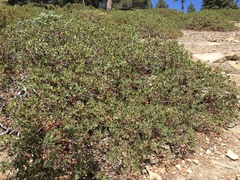 Arctostaphylos parryana