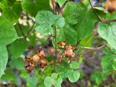 Ipomoea cordatotriloba