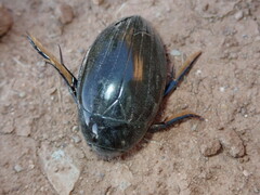 Hydrophilus