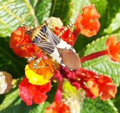 Hypselonotus punctiventris
