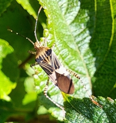Hypselonotus punctiventris