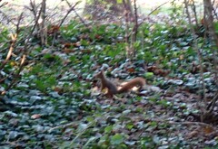 Sciurus vulgaris