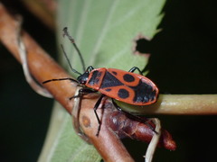 Pyrrhocoris apterus