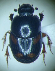 Caccobius schreberi