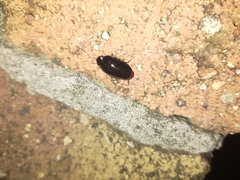 Pseudomorphini