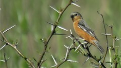 Sporophila hypoxantha