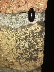 Pseudomorphini